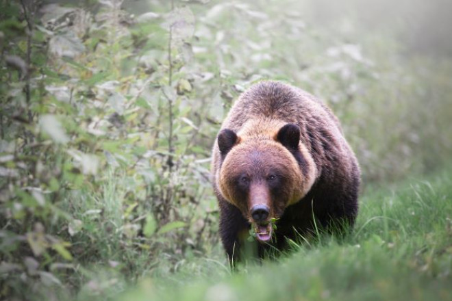 Bear_viewing2.jpg